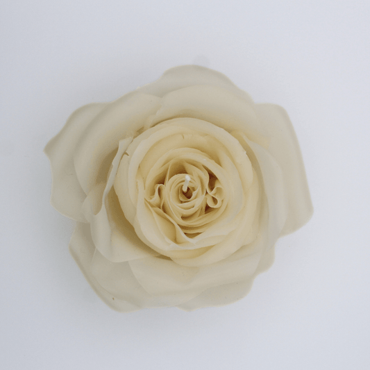 White rose